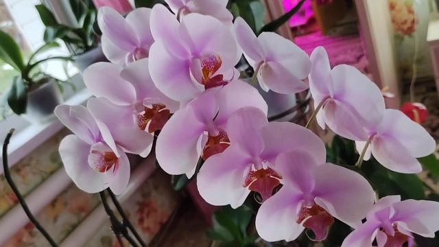 Орхидея Гаага! Нужна мне такая орхидея? Её преимущества! смотреть онлайн