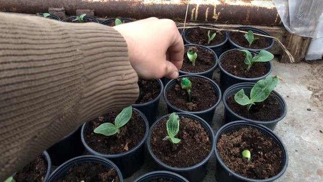 Выращивание огурцов в теплице. Рассада огурцов Амур, Мадрилен и Кибрия смотреть онлайн