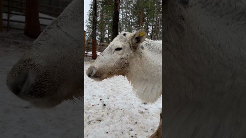 Встретил красавцев