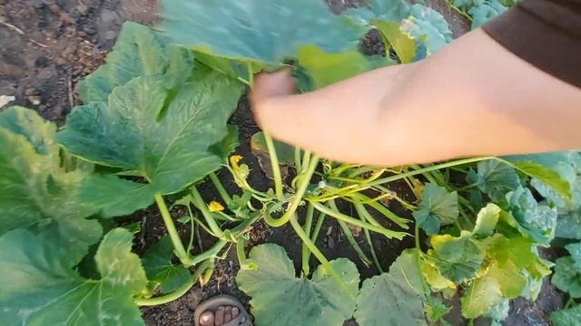 Птицы испортили урожай(( неудачный вывод цыплят( смотреть онлайн