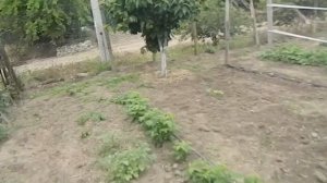 бизнес на малине в селе || Бизнес на селе