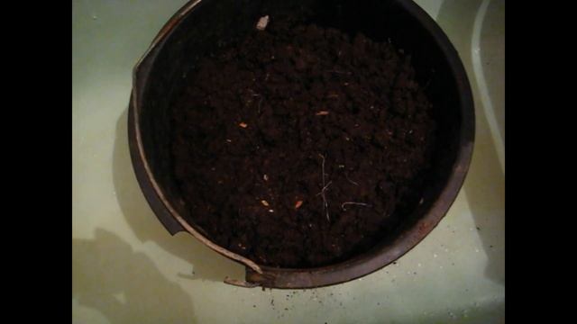 Подготовка грунта для рассады. Обеззараживание почвы. Фитоспорин. смотреть онлайн