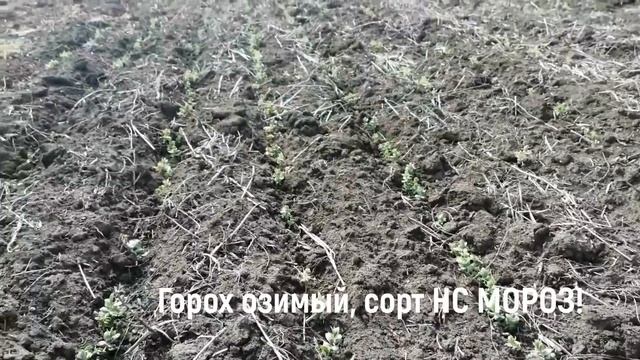 Посевы Озимых Зерновых в Ужастном состоянии!