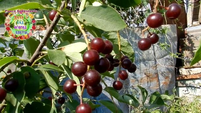 Черемуха: долгожданная встреча через 30 лет! Белоснежная черемуха виргинская теперь живет в моем .. смотреть онлайн