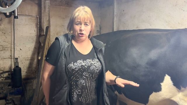 Запустили не стельную корову, что делать смотреть онлайн