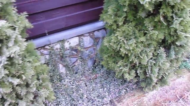 Живая изгородь из туй. Чем декорировать между туями. БЕРЕСКЛЕТ МЕЖДУ ТУЯМИ. смотреть онлайн