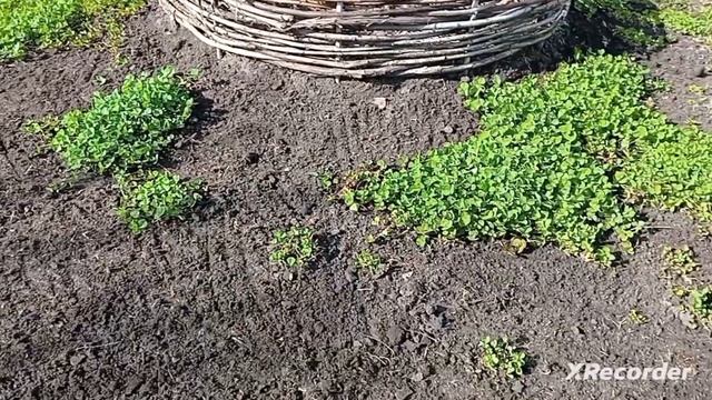 Газон из клевера ползучего. Посадка. Нужно ли косить.