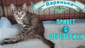 Варя. Привет с передержки.