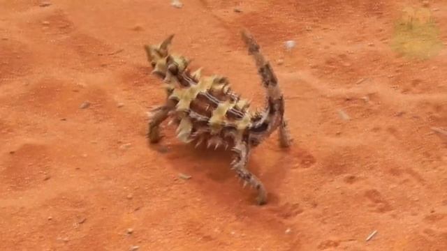 Молох - рогатый дьявол, животные Австралии, редкие животные смотреть онлайн