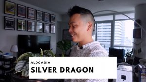 Top 6 Favourite Plants 💚 - Philodendrons, Anthuriums, Scindapsus, Orchids 😮 (March Favourites 2021)