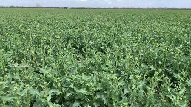 Идут дожди. Обработка на рапсе и состояние посева || 18.04.2023 смотреть онлайн