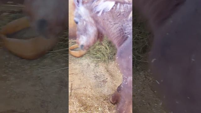 Повесим соль Ириске#отуха_докопыта
Повесим соль бабульке? ?
Хозяйке Даше СПАСИБО за Ириску и заботу