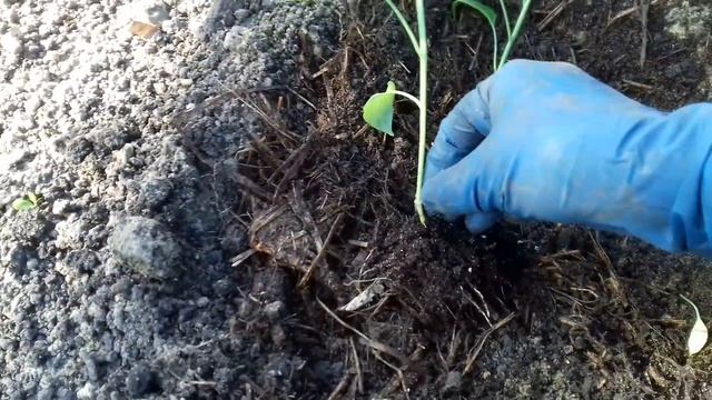 ЕСЛИ ПОСАДИТЬ БОЛГАРСКИЙ ПЕРЕЦ ТАКИМ ОБРАЗОМ, ТО УРОЖАЯ БУДЕТ В ДВА РАЗА БОЛЬШЕ. смотреть онлайн