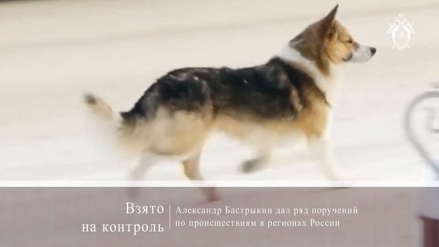 СК России: итоги за неделю 17.01.2020 смотреть онлайн