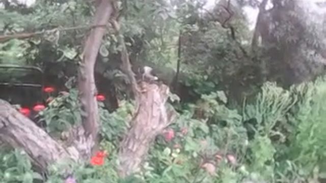 Птица Кедровка обрабатывает кедровую шишку в саду у Мамы смотреть онлайн