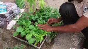 सस्ते में प्लांट्स मिले मुझे | roadside plant nursery | cheap nursery | cheapest plant nursery