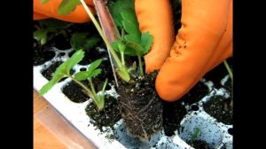 КОГДА НУЖНО ПЕРЕСАЖИВАТЬ КЛУБНИКУ