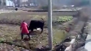 Животные. Бык напал на фермера, а верный пес его защитил!Китай.