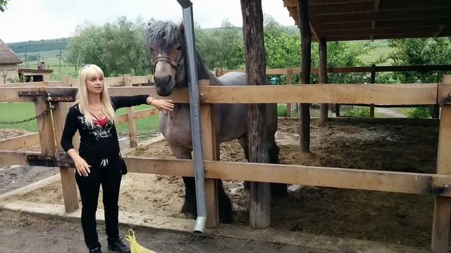 Огромный конь.Вес-1300кг. смотреть онлайн