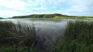 Ловля карася после нереста | Удочка в дугу | Ловля на маховую удочку