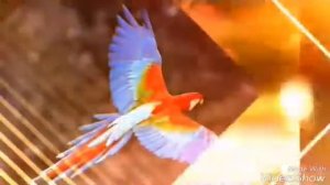 Одни из самых красивых животных и птиц