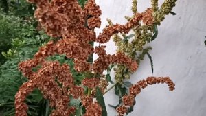 КОНСКИЙ ЩАВЕЛЬ | ОТВЕТЫ НА ВОПРОСЫ