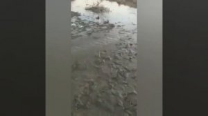 #БАЛЬШОЙ #САЗАН 25 КГ ОЧЕНЬ КЛАССНЫЙ