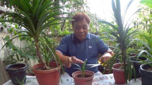 Paano Magpatubo at Magparami ng Pandan (How to Grow and Propagate Pandan Plant) - English Subtitle