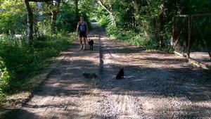 Дрессировка лабрадора Буян 5 месяцев . Отработка команды ко мне