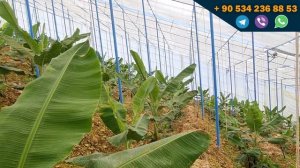 Построить банановые плантации в Турции и разбогатеть сделав банановый бизнес, как это?