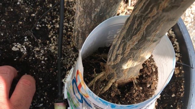 How to Bloom Pulmeria in Cold Cilmates and Winter Rest Information That Works смотреть онлайн