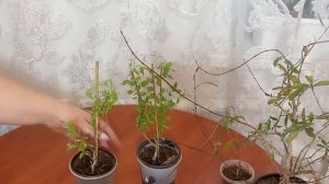 Комнатный гранат Нана зимой (2021год)