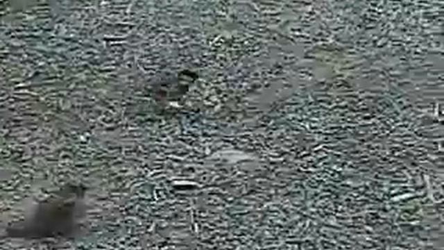 Воробьи кормят своих птенцов смотреть онлайн