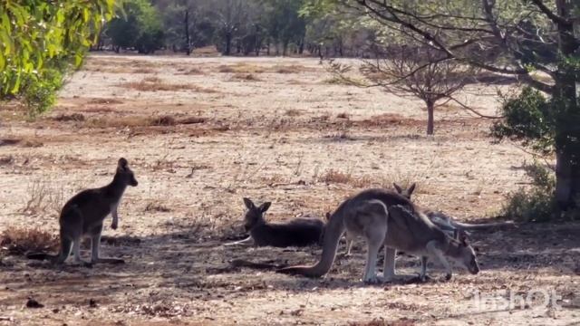 Ryan's Kangaroo Adventure смотреть онлайн