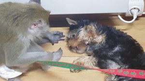 ДОМАШНЯЯ МАКАКА УХАЖИВАЕТ ЗА ЩЕНОЧКОМ/ MONKEY TAKES CARE OF THE PUPPY