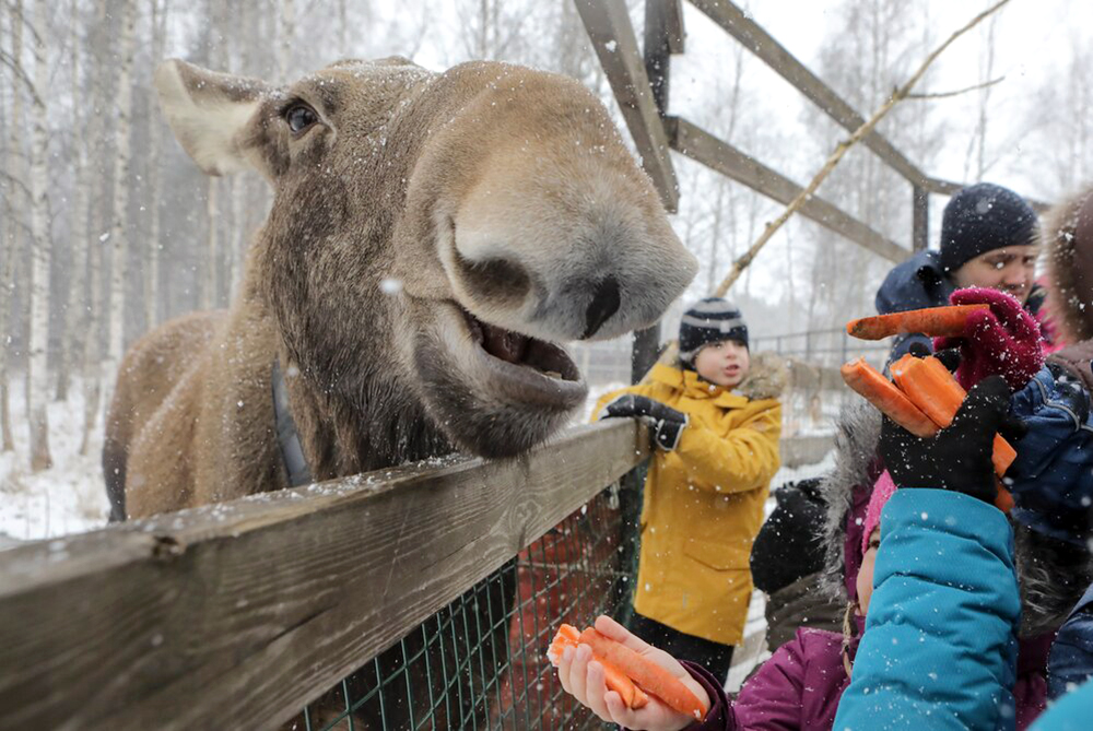 В парке "Лосиный остров" подкармливают животных / Город новостей на ТВЦ