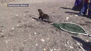 Душераздирающие кадры волонтеры Сахалина спасли морских котиков от гибели на острове Тюленей