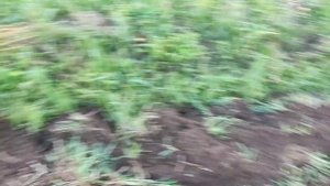 картофель сорт гала посадил 26 кг выкопал 130кг . участок 15*5 шагов.