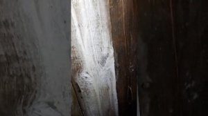 Саргус отбеливатель древесины и старые доски.