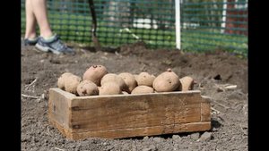 Посадка картофеля - нужно ли обрезать попки у клубней - мнение спеца