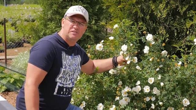 русроза9