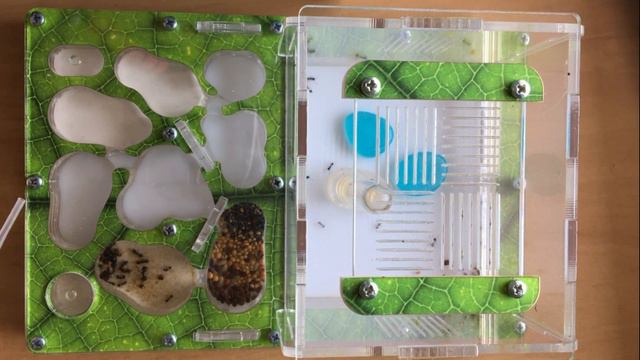 Обзор белорусской муравьиной фермы от AntHouse | Формикарий для муравьев смотреть онлайн