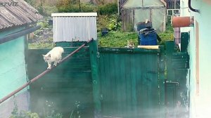 #пушистаялюбовь.mp4