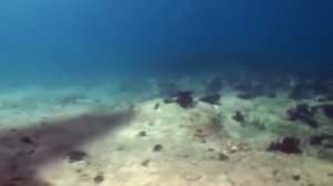 10 Новых фактов о Мегалодоне