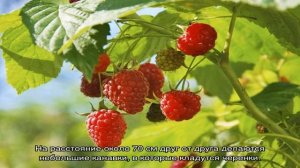 Малина обыкновенная — размножение и уход