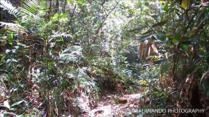 Sinharaja Rainforest, Sri Lanka