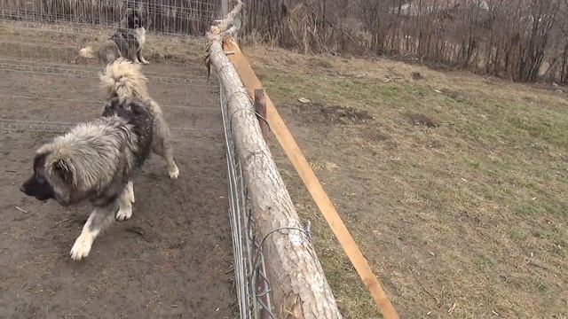 Big Dog Caucasian Ovcharka territorial aggression смотреть онлайн