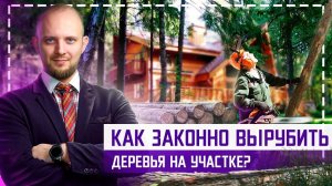 ШТРАФ!!! Как узаконить вырубку деревьев на участке? Зачем нужен дендроплан и порубочный билет?