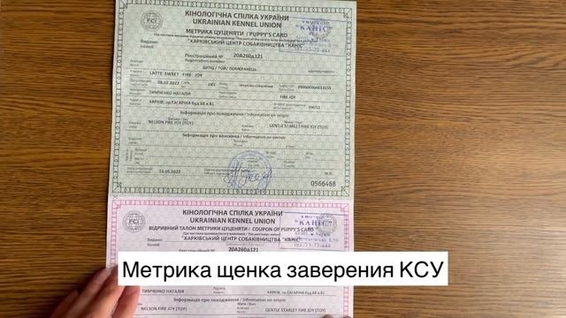 Какие документы должны быть у породистого щенка? | Питомник померанских шпицев