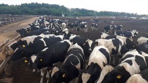 Видео пример продуктивных нетелей молочного направления  Как получить много молока от коровы  +7965